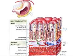 Columnar epithelium
	
	Mucosa folded (gastric folds = rugae)
	Rugae disappear when stomach distended
	
	Shallow depressions on surface (= gastric pits)
	
	Entire mucosa occupied by simple tubular gastric glands – open into gastric pits
	
	Contai...