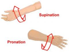 Rotation of the forearm turning the palm of the hand outwards so that it faces away from the body  