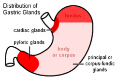gastric glands (stomach)
