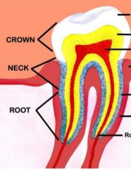 Crown made of enamel which is resistant to most decomposition processes

DNA is in root