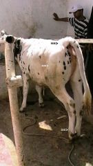 If cattle are seen alive with blackleg what are signs of the disease?