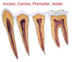 Usually 32 in adult mouth
Differ in: 
Size, shape, root type