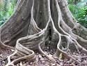 Large roots on all sides of shallowly rooted tree
Grow upwards as "plates"
Give architectural support to tree trunks