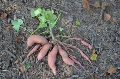 Many plants store products of photosynthesis in modified, fleshy root structures
- Shown: Storage root structure of sweet potato