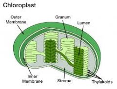 ____ are in plants and some protists.