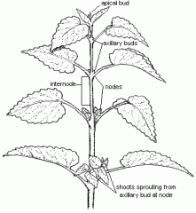 Plant organ which bears leaves and buds.
- Consists of nodes, internodes, axila, axillary buds, apical bud
- Chief function is to elongate the plant and orient leaves in a position that maximizes photosynthesis
