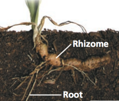 - Modified stem; spongy, underground mass with small roots extending