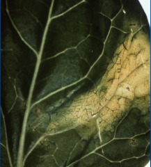 veins turn black on cabbage, v-shaped lesions with yellow borders