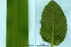 - Vascular tissue of the leaf
- Leaves have different venation patterns: In monocots, veins are arranged parallel to each other; in dicots, they are arranged branching out of a main vein (midrib) which runs down the center of the leaf