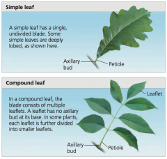 - Simple leaf = single, undivided blade
- Compound leaves = multiple leaflets attached to a single petiole; a leaflet has no axillary bud at its base