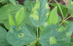 watersoak spots, chlorosis, necrotic on leaves, pods, and stems on bean