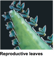 - "Mother of thousands" - small structures which can fall off and reproduce asexually