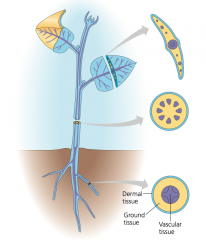 - All major plant organs consist of all three tissue systems
- Tissue systems are continuous throughout the plant and consist of different tissues working together
- Ground, vascular, dermal tissue systems