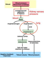 Decreased blood pressure and blood flow to kidneys  

Juxtaglomerular apparatus in kidneys senses pressure

Blood renin would convert angiotensinogen into angiotensis I in lung

ACE convert angiotensin I into angiotensin II

Goes to adrenal cort...