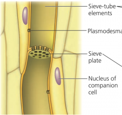 Shape: Elongate, tapered
Cell wall: Primary
Living at maturity
Location: Phloem
Food conduction
- Note perforated sieve plate