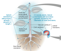 Apical: Located at the tips of roots and shoots; associated with primary (vertical) growth
Lateral: Add thickness to woody plants through secondary (thickening) growth
     • Two main types: vascular and cork cambium