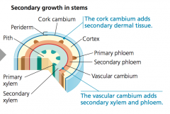 In secondary growth, adds layers of vascular tissue called secondary xylem (wood) and secondary phloem
