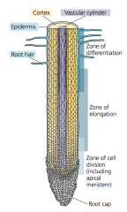 - A root cap of dead cells is present at the root tip to protect the root apical meristem as it pushes down through the soil
- Growth occurs behind the root tip in three zones of cells: zone of cell division, elongation, and differentiation/matura...