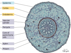 - Stele exists as a single central cylinder
- Parenchyma core (pith) is present, surrounded by a ring of xylem and phloem