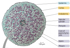 - Stele exists as a single central cylinder
- Stele appears as a lobed core ("star shape") of xylem surrounded by phloem