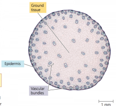 - Vascular bundles scattered throughout the ground tissue, which is not differentiated into a pith or cortex
