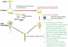 A enzyme produced by SaPI used to hijack the head of the phage by changing the terminase DNA binding specificity 

It works with TerL
