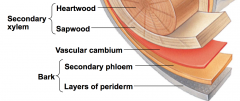 - As a tree or woody shrub ages, the older/innermost layers of secondary xylem (heartwood) no longer transport water/minerals
- The outer/newer layers (sapwood) still transport 
- Older secondary phloem (outermost) sloughs off and does not accumulate