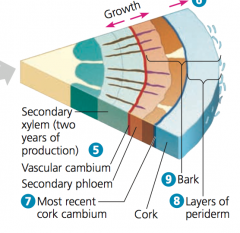 - Cork cambium produces cork cells, which deposit suberin into their walls and then die
- Cork functions as protection for the plant