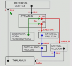 D1 neurons have direct GABAergic projection to output part of basal ganglia, the internal globus pallidus. Internal pallidum then has inhibitory GABAergic projection to thalamus.


Thus, D1 activation by cerebral cortex and striatum leads to disin...