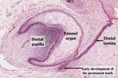 Enamel from ectoderm.
Dentin, Cementum, Pulp and periodontal lig are from mesoderm. 


4 Dental laminae appear at wk 6. 


They eventually give rise to 4 enamel organs which develop into incisors, canines and 1st molars. Later the dental lamina gi...