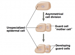 - Involves asymmetrical cell division and a change in plane of cell division
- Cell asymmetrically divides to form smaller "mother cell", then changes plane of division to transverse to form guard cells