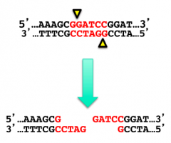 A type 2 restriction enzyme from Bacillus amyloliquefaciens strain H

Exists as dimer

Binds to GGATCC and cuts between first and second G residues on each side of palindrome
