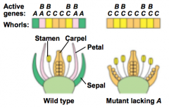 - There are three classes of organ identity genes for flowers: A, B, and C
- These genes direct the formation of the four types of floral organs
- Research of mutants lacking certain genes has been consistent with this hypothesis for formation
   ...