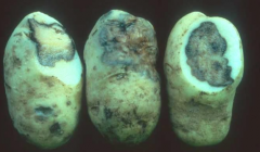 initial: wilting and watersoak
rot of tuber