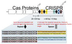 Clustered Regularly Interspaced Short Palindromic Repeats

It is a type of DNA repeat found in archaea prokaryotic genomes 

The CRISPR regions that are commonly found in bacteria have spacer regions that match sequences of phage genomes

Bacter...