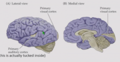 Almost every cortical region, with exception of auditory cortex and primary visual cortex (weak projections)