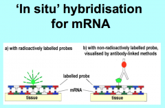In situ hybridization:mRNA is very unstable: must be fixed quickly


Tells what transcripts are being expressed in a gene