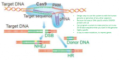 Cas9 CRISPR System can be used to edit any genome

It is a type 2 restriction enzyme and can be used to preciously edit a genome of an organism and cut at a specific 20 to 30 sequence

It is highly specific and can be a method to make mutations o...
