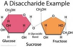 Two monosaccharides form a disaccharideSucrose- (table sugar) is formed by one molecule of glucose and one molecule of fructose
Lactose- formed by galactose and glucose (intolerance)