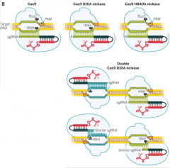 Cas9 can function as a nickase (nCas9) when engineered to contain an inactivating mutation in either the HNH domain or RuvC domain active sites

When nCas9 is used with two sgRNAs that recognize offset target sites in DNA, a staggered double-stran...