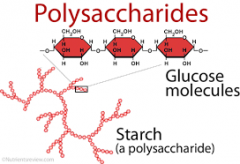 Formed by repeating units (polymers) of monosaccharides (Ex. starch, glycogen, cellulose, chitin)
