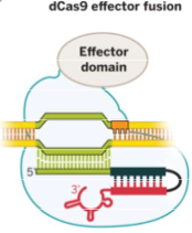 Cas9 functions as a RNA-guided DNA binding protein when engineered to contain inactivating mutations in both of its active sites

This catalytically inactive or dead Cas9 (dCas9) can mediate transcriptional down-regulation or activation, particul...