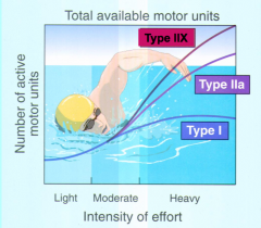 Muscle shortening: A bands were constant width but I bandsnarrowed   


Type I = slow


Type IIA and IIX = fast 


Normal: type I and IIA 


Heavy activity: (all of them) but more type IIX  
-Type IIX is the most powerful fiber type