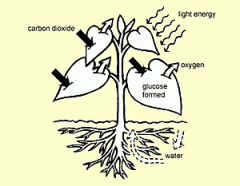 a.anchors plants in soil

b. stores carbohydrates

cabsorbs water and minerals