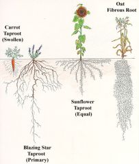 one main vertical root that stores organic nutrients(carbs)
