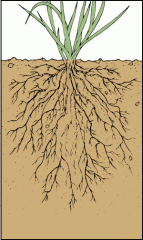 mat of fine roots spreading out just benieth the soil surface