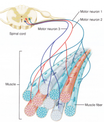 Motor neuron + Muscle Fibre 