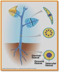 consist of one or more tissues organized into a functional unit connecting the oragns of the plant

* Dermal tissue system

*Vascular tissue system

*Ground tissue system