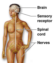 - Brain, spinal cord and numerous nerves.


> Fast-acting control system

> Responds to internal and external change

> Activates muscles and glands