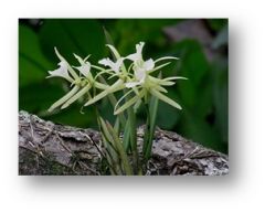 growth that occursa throughout a plants life (Iris)